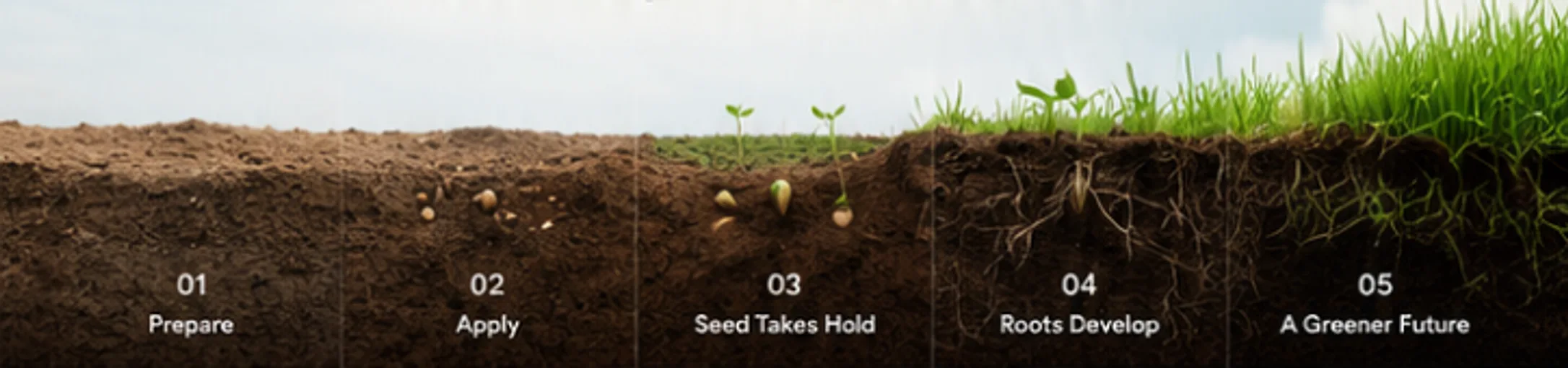 Soil cross-section in five stages: bare soil, seed applied, seed germinating, roots developing and established grass